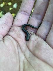 Plethodon hoffmani