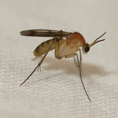 Mycetophilidae