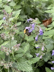 Bombus