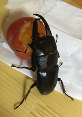 Serrognathus titanus platymelus