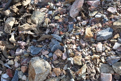 Pseudoleptodeira latifasciata