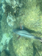 Scarus rubroviolaceus