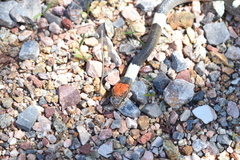 Pseudoleptodeira latifasciata