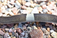 Pseudoleptodeira latifasciata