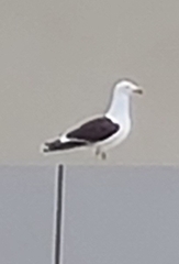 Larus dominicanus dominicanus