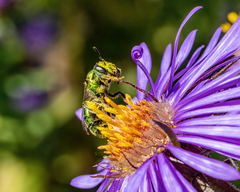 Augochlorella aurata