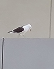 Larus dominicanus dominicanus