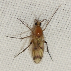 Mycetophilidae