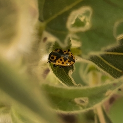 Zygogramma signatipennis