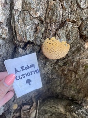 Pseudoinonotus