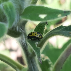 Zygogramma signatipennis