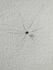 Leiobunum limbatum