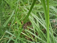 Agonoscelis puberula