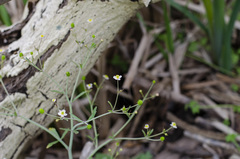 Ranunculus apiifolius