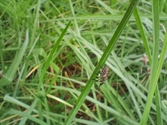 Agonoscelis puberula