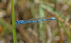 Enallagma cyathigerum