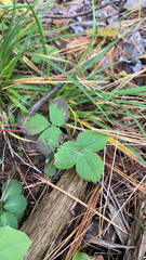 Fragaria virginiana
