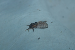 Peridea basitriens