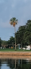 Washingtonia