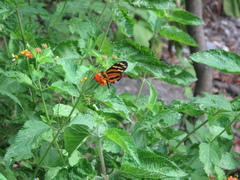 Eueides isabella eva