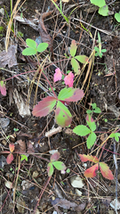 Fragaria virginiana