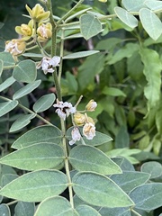 Senna villosa