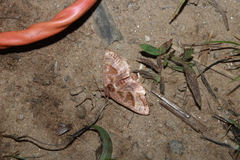 Phlogophora periculosa