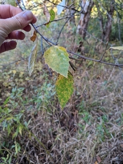 Betula pendula