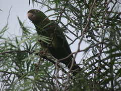 Psittacara leucophthalmus