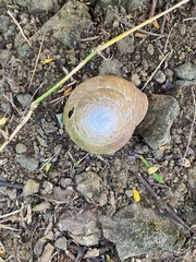 Caracolus