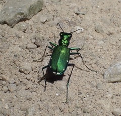 Cicindela sexguttata