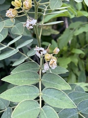 Senna villosa