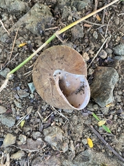 Caracolus