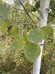 Populus
