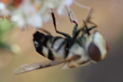 Copestylum apiciferum