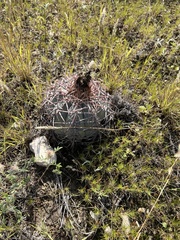 Echinocactus horizonthalonius