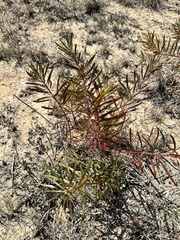 Stillingia texana