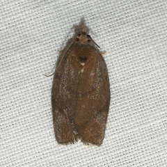 Argyrotaenia juglandana