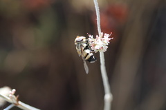 Copestylum apiciferum