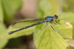 Argia oculata