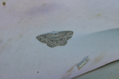 Cyclophora pendulinaria