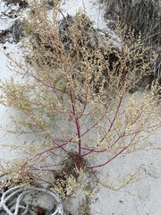 Artemisia campestris