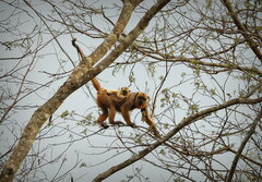 Alouatta caraya
