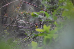 Basileuterus rufifrons