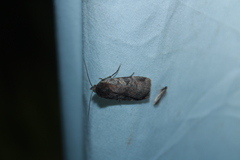 Cryptocala acadiensis