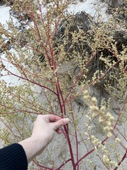 Artemisia campestris
