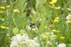 Xylocopa violacea