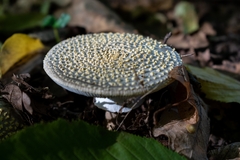 Amanita excelsa