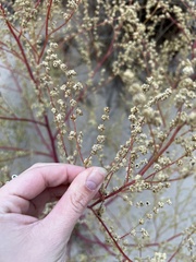 Artemisia campestris