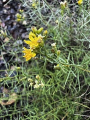 Gutierreziinae